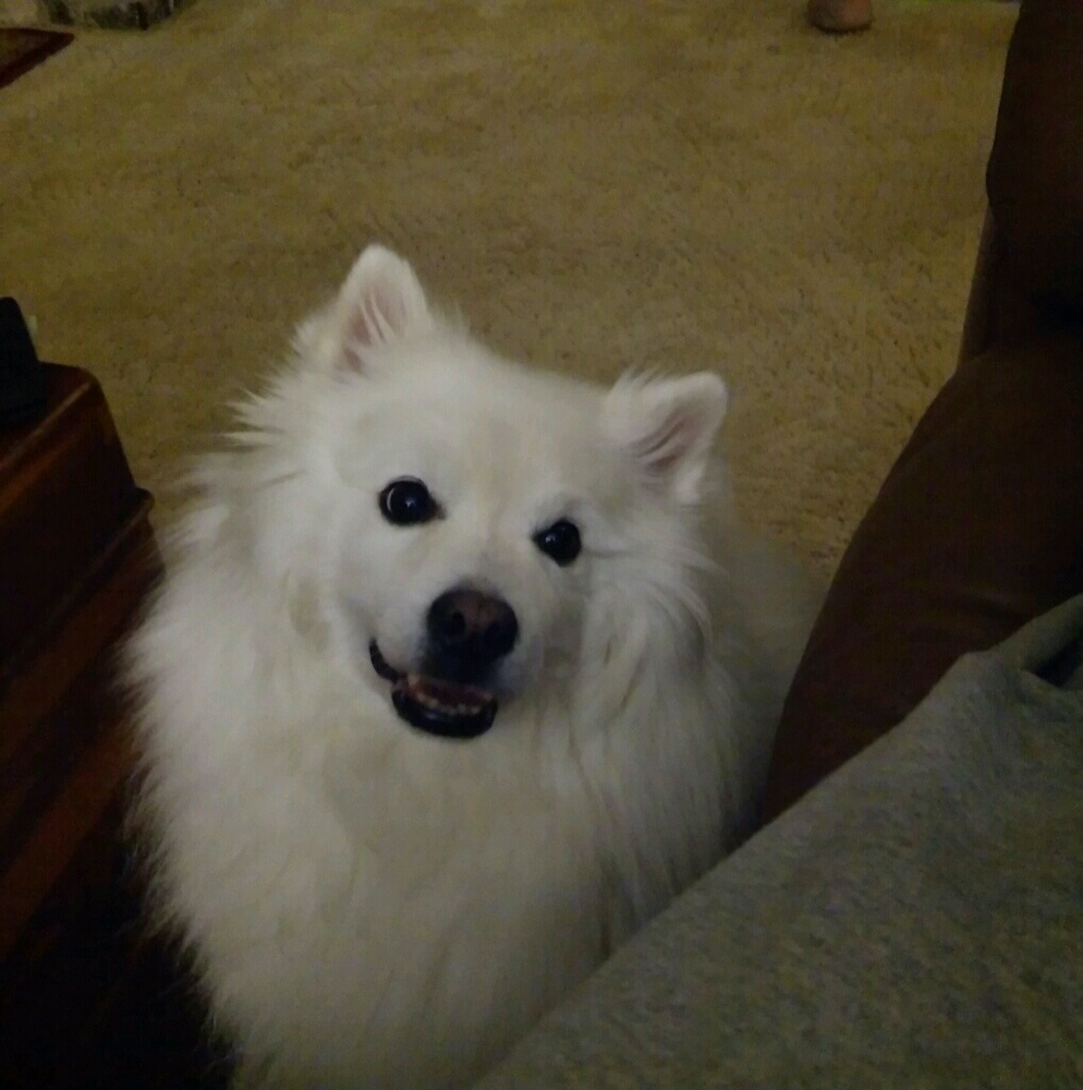 Meet your Posher, Amy